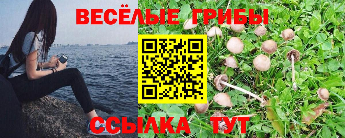 Псилоцибиновые грибы Psilocybine cubensis Ногинск